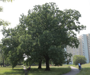 Niebezpieczne drzewa w Parku Bródnowskim. Wysokie konary grożą zawaleniem