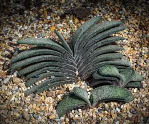 Gasteria