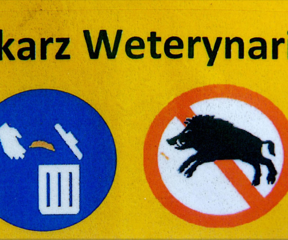 ASF w Łódzkiem. Trwają poszukiwania martwych dzików pod Piotrkowem. Wiadomo, ile potrwają działania