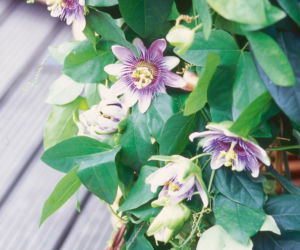 passiflora