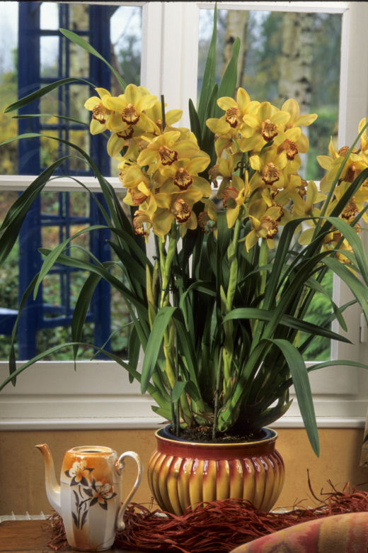 Storczyk Cymbidium