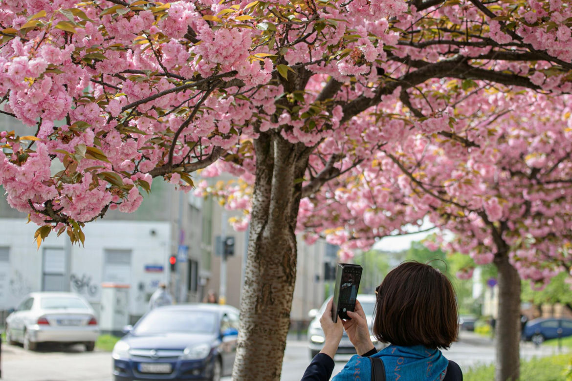       Nie musisz lecieć do Japonii, żeby zobaczyć kwitnące wiśnie. Te piękne drzewa zdobią też warszawską ulicę - i właśnie zakwitły! 