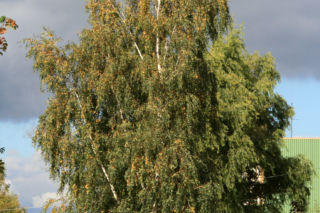 Brzoza brodawkowata 'Tristis' = Brzoza biała 'Tristis' - Betula pendula 'Tristis' = Betula verrucosa 'Tristis' = Betula alba 'Tristis'