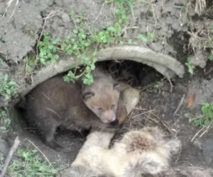 Mamusia lisków zmarła. Młode zostały uratowane. Ten widok chwyta za serce!