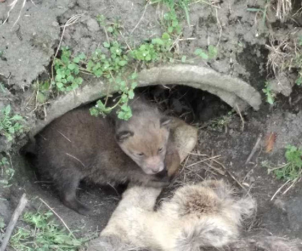 Mamusia lisków zmarła. Młode zostały uratowane. Ten widok chwyta za serce!