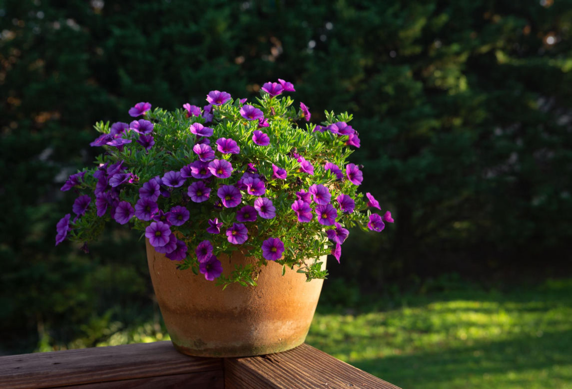 Petunia (surfinia)