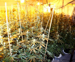 Sokółka. Nielegalna plantacja konopi zlikwidowana. Dwie osoby zatrzymane