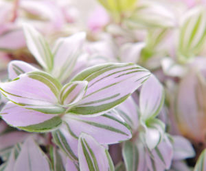 Trzykrotka 'Nanouk'
