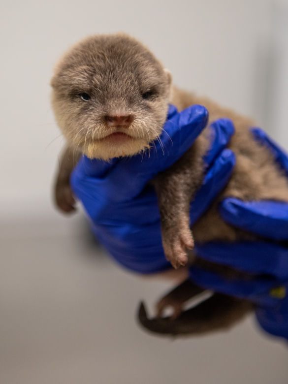 Baby boom w Orientarium ZOO Łódź. Weź udział w konkursie na imiona dla maluchów!