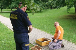 Groza na Ostrobramskiej. Na chodniku leżał ogromny rój pszczół