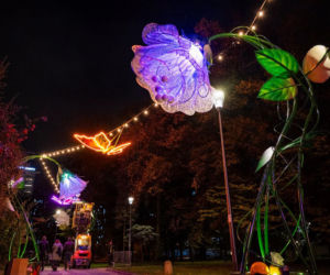 Iluminacja w Parku Świętokrzyskim. Wygląda pięknie