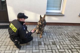 Pies na wagę złota i... miedzi. Wytropił włamywaczy w kilka godzin!