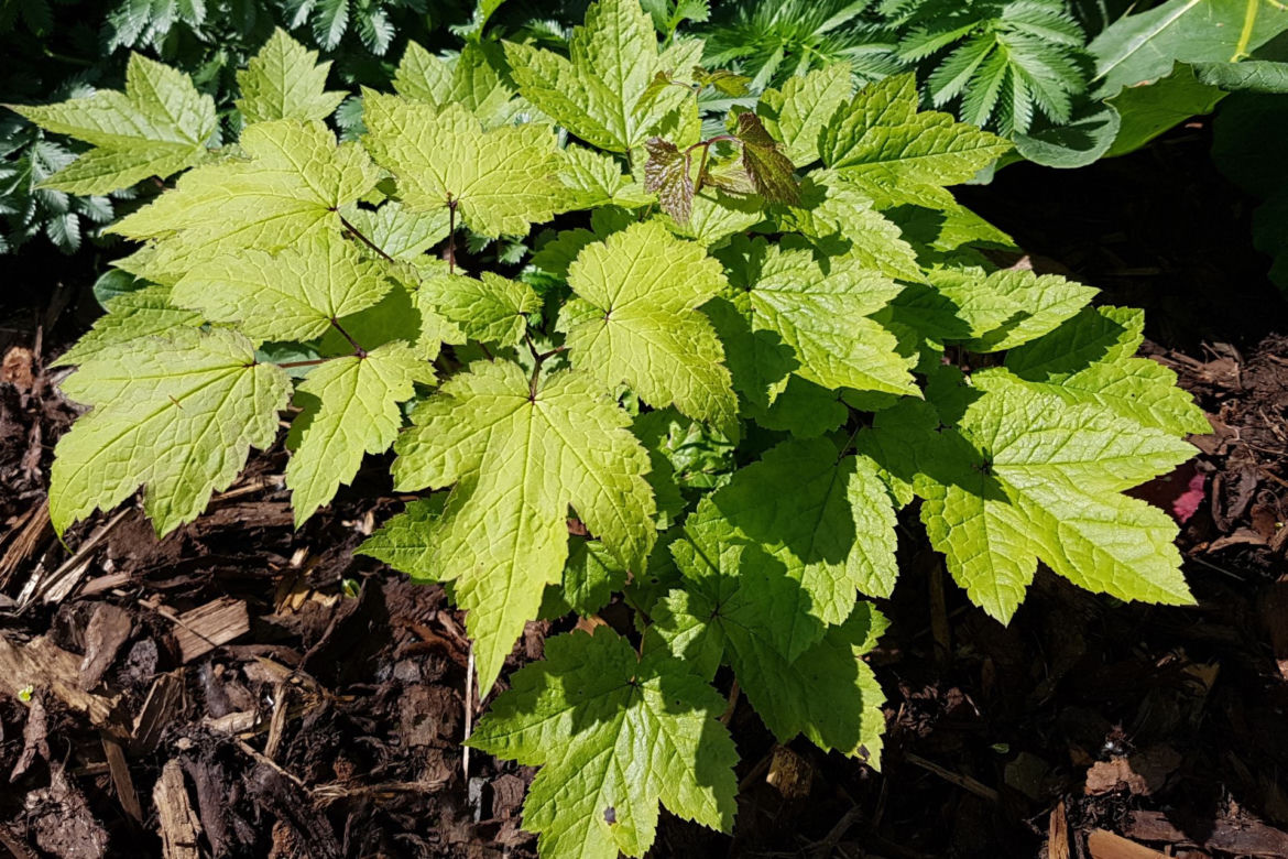 Pluskwica groniasta