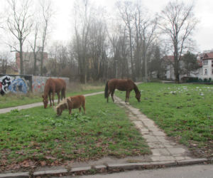 Pięć koni bez opieki przechadzało się  po  Krakowie!  Wydostały się ze stadniny!