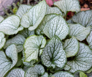 Rośliny o srebrnych liściach – klucz do eleganckiej rabaty!