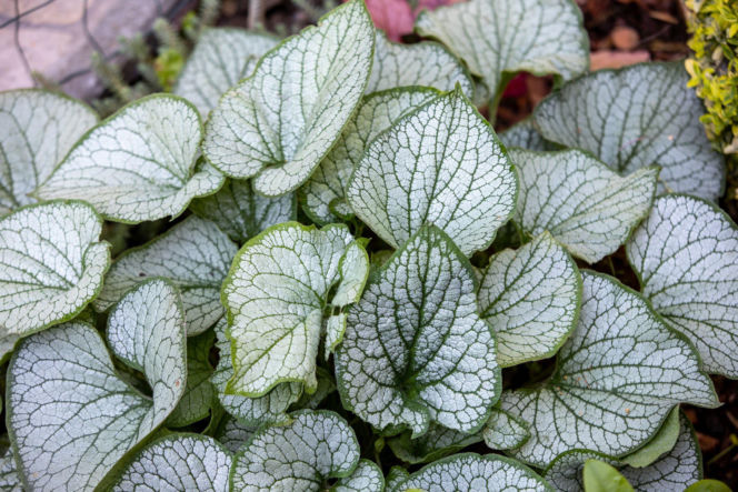 Brunnera wielkolistna 'Jack Frost'