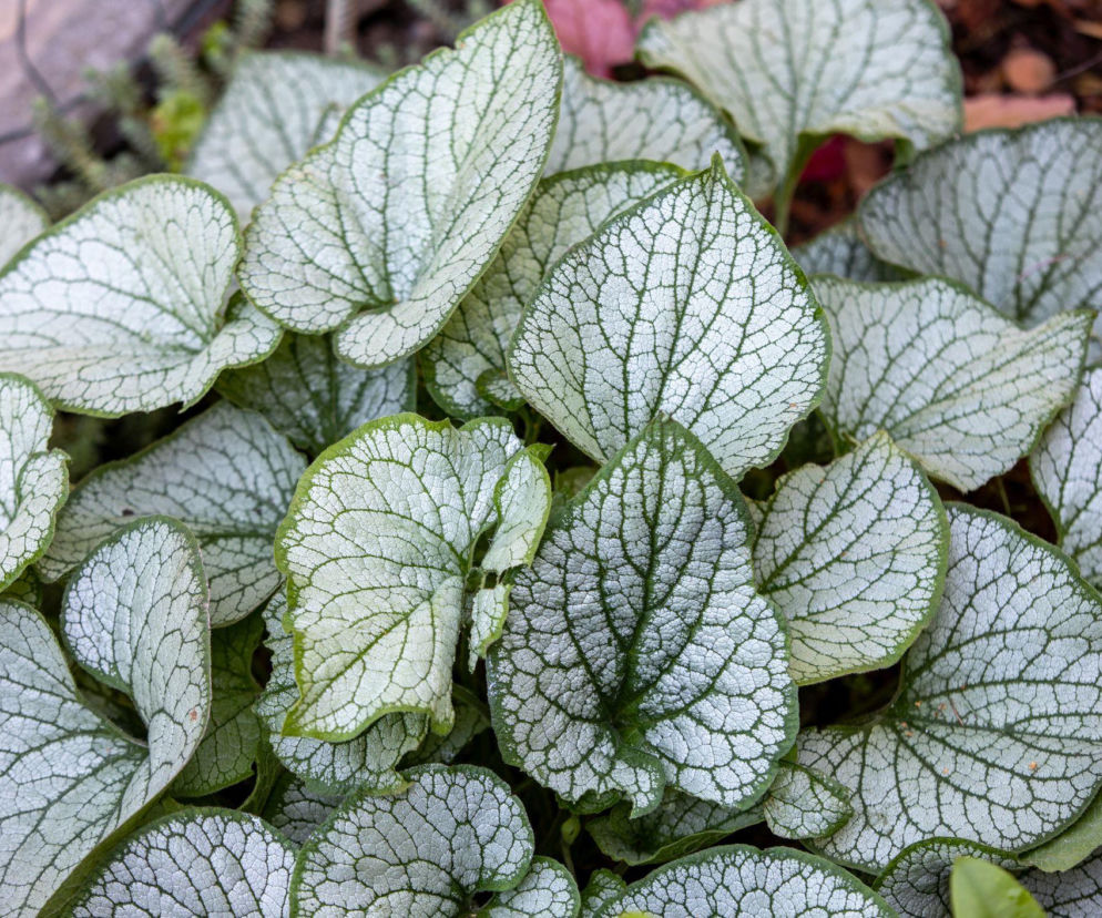 Rośliny o srebrnych liściach – klucz do eleganckiej rabaty!