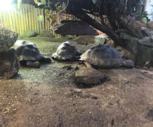 Żółwie jaja we Wrocławskim ZOO