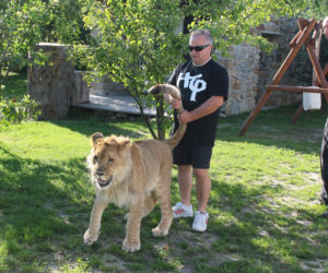 Lew Simba