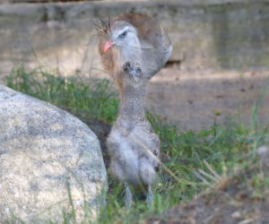 Gdańsk: Flaming oraz kariama czerwononoga przyszły na świat w oliwskim zoo