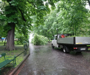 Nawałnica nad Krakowem. Powyrywane drzewa na Plantach