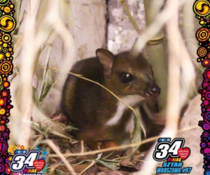 Cud narodzin w ZOO. Na świat przyszedł maleńki myszojeleń