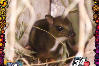 Cud narodzin w ZOO. Na świat przyszedł maleńki myszojeleń