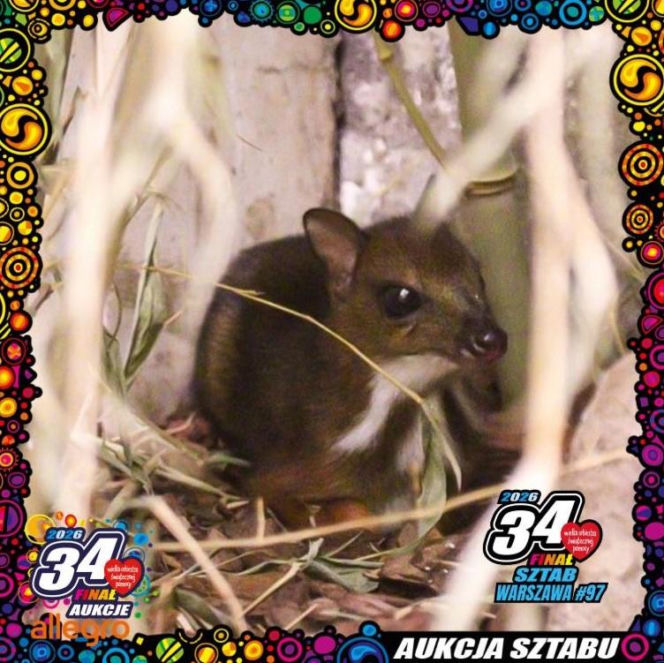 Cud narodzin w ZOO. Na świat przyszedł maleńki myszojeleń