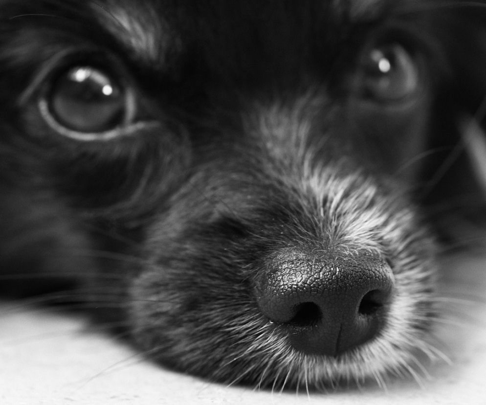 Animalia w Rzeszowie już 5 kwietnia