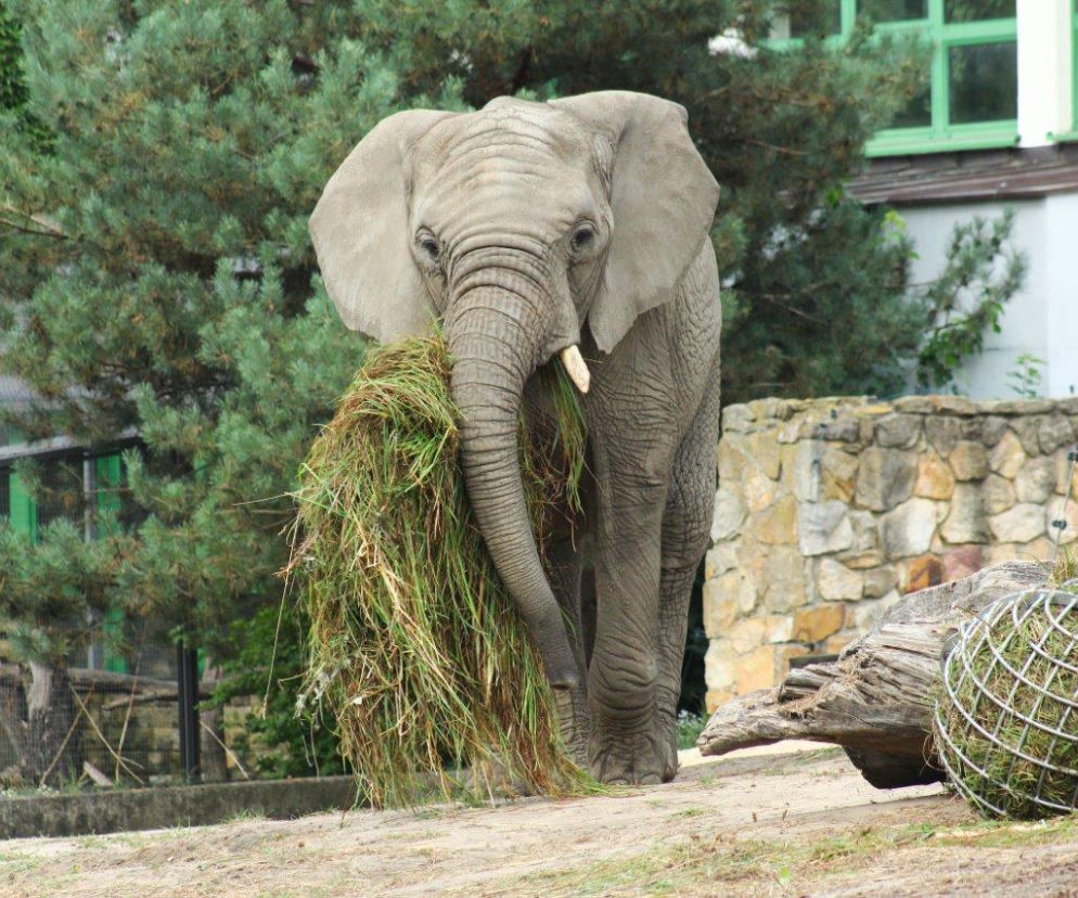 Słonie z warszawskiego ZOO