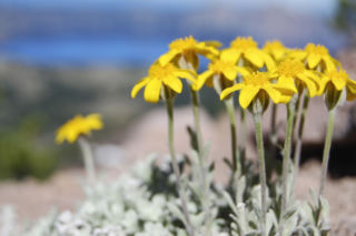 Eriofil darniowy - Eriophyllum lanatum