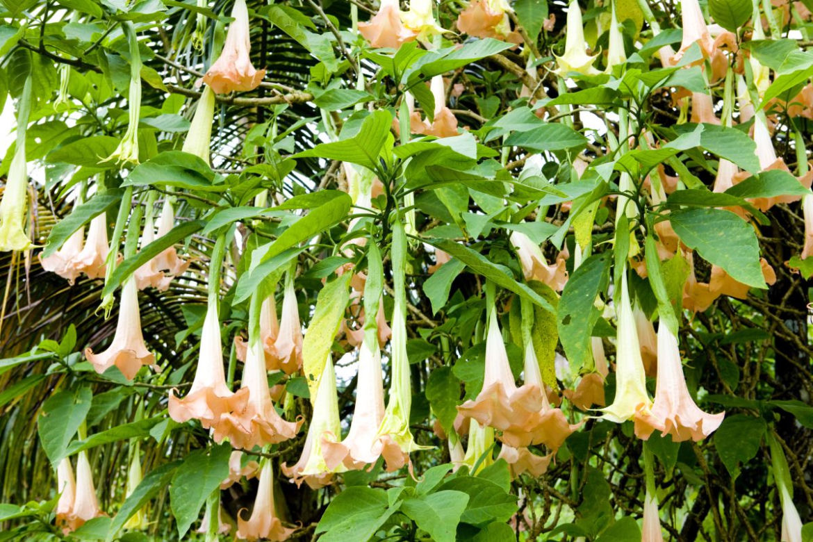 Atrakcyjna datura