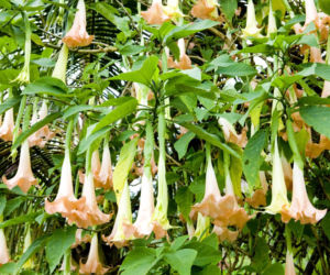 Datura