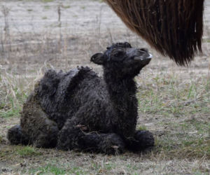 W poznańskim zoo urodził się mały wielbłąd.