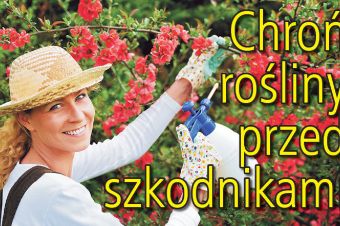 Chroń rośliny przed szkodnikami