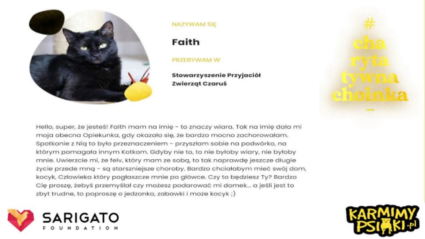 Charytatywna Choinka dla bezdomnych psów i kotów. Każdy może pomóc!