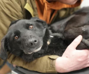 Akcja ratunkowa w likwidowanym schronisku Kocham Psisko w Mąkosach Nowych