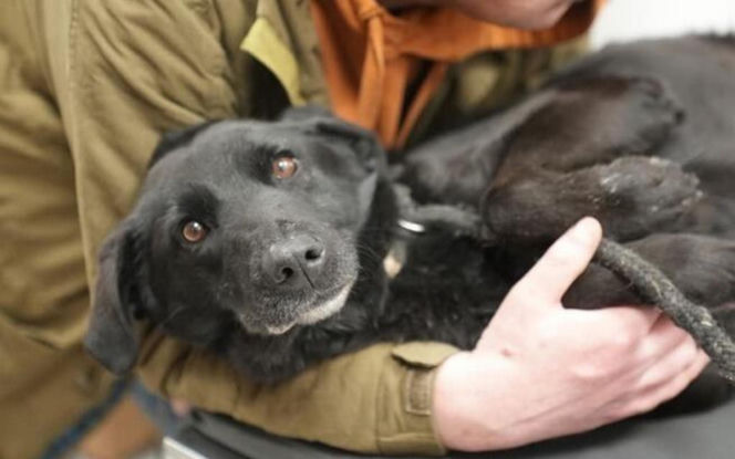 Akcja ratunkowa w likwidowanym schronisku Kocham Psisko w Mąkosach Nowych