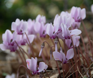 Cyklamen/fiołek alpejski