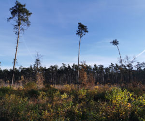 Słoneczny listopadowy poranek w Ostrowie