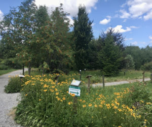 Arboretum w Marculach