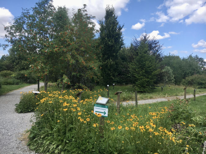 Arboretum w Marculach