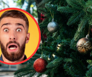 Kupił na święta choinkę w doniczce. Po kilku godzinach gorzko tego pożałował