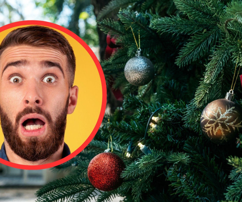 Kupił na święta choinkę w doniczce. Po kilku godzinach gorzko tego pożałował