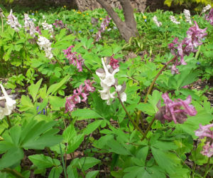 Wiosna budzi się w Arboretum w Bolestraszycach
