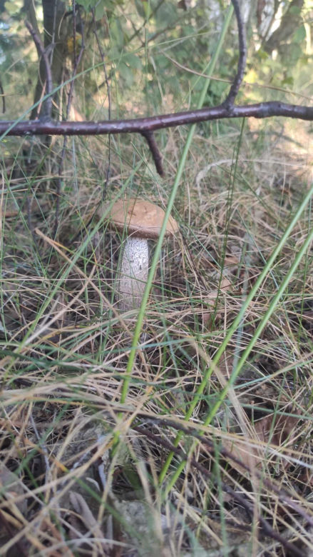 Grzybobranie Podkarpacie