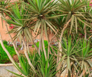 Dracena smocza