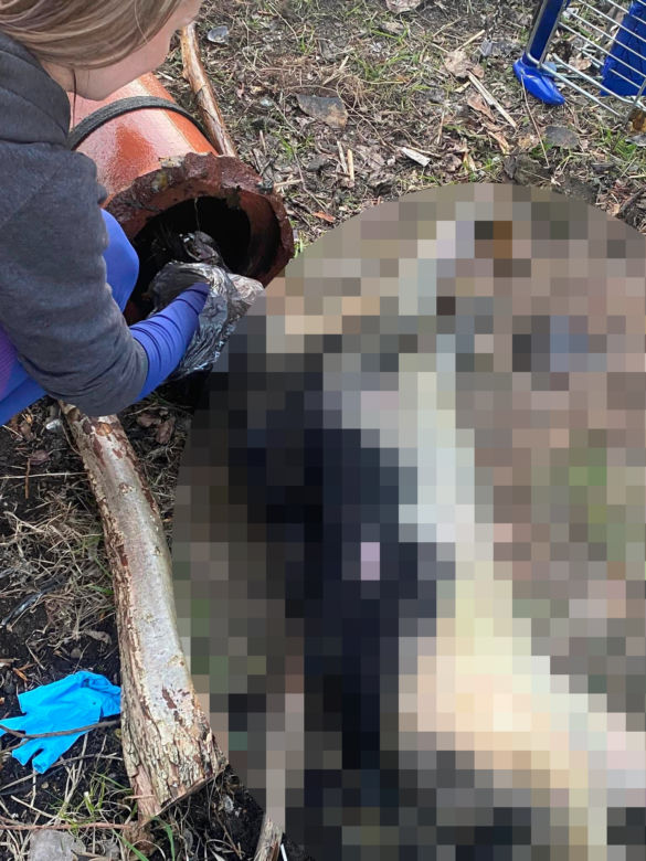 Ktoś w bestialski sposób zabił suczkę