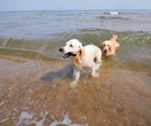 Idź z pupilem na psią plażę