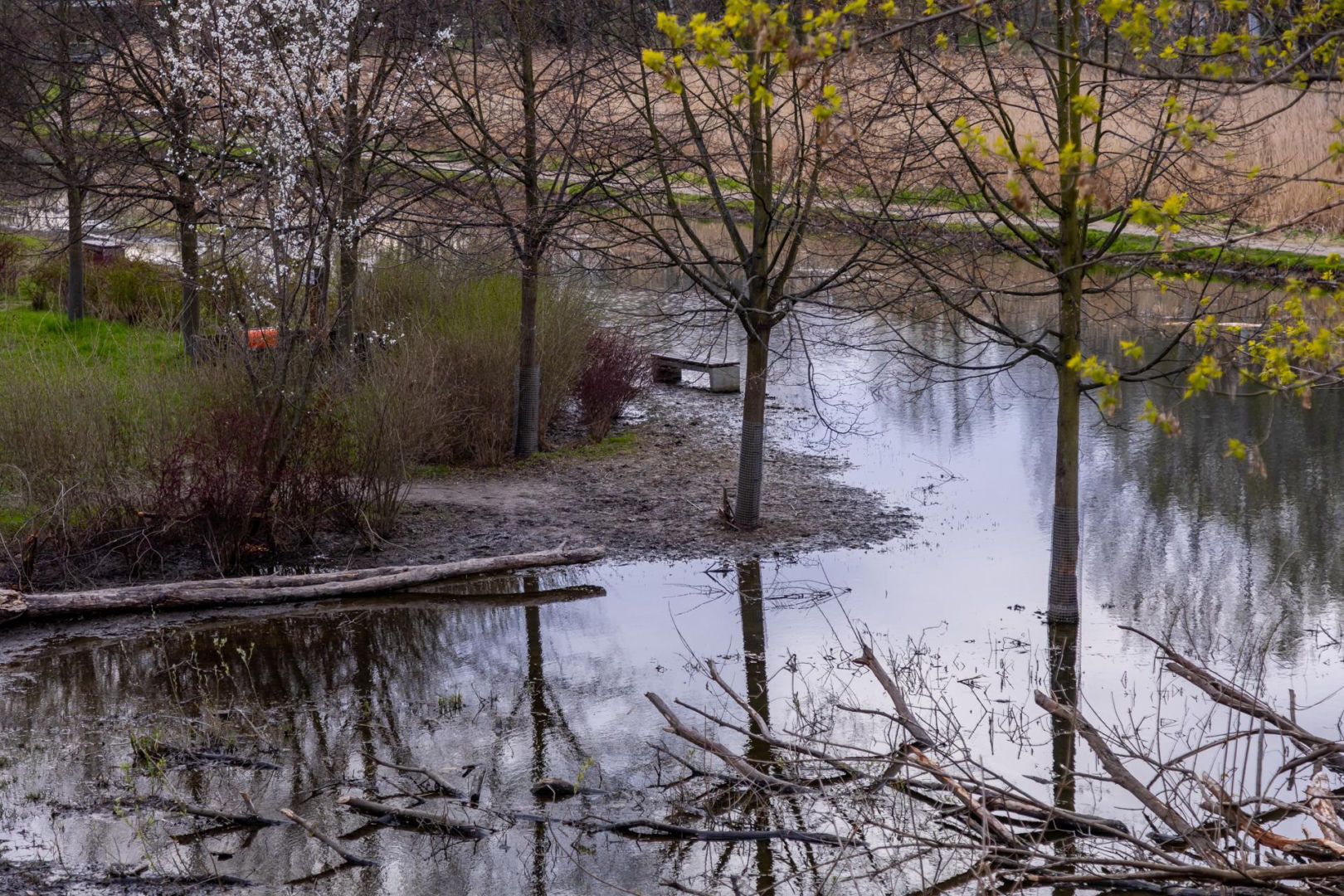 Bobrowe tamy na Potoku Służewieckim w Warszawie
